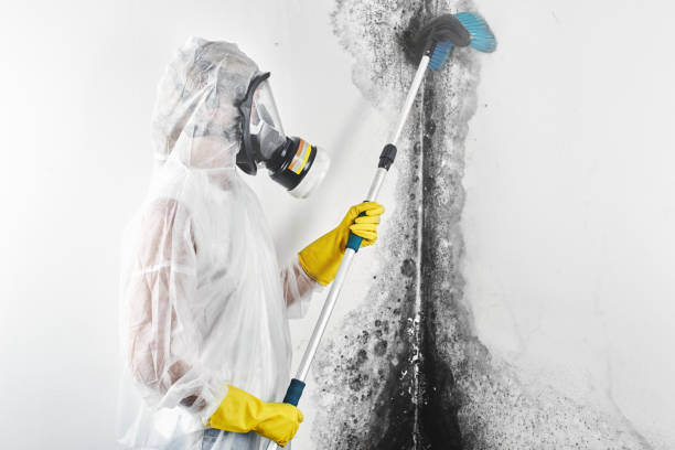Best Black Mold Removal  in Peaceful Valley, WA