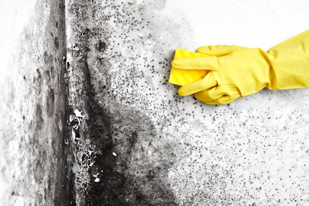Best Black Mold Removal  in Peaceful Valley, WA