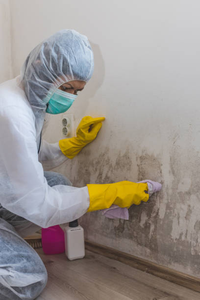 Best Basement Mold Removal  in Peaceful Valley, WA