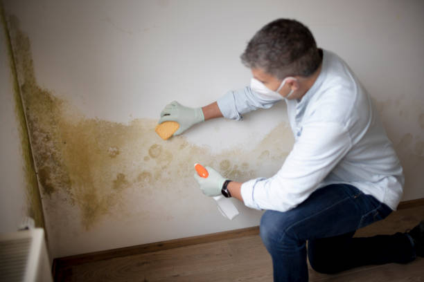 Best Post-Remediation Verification Testing  in Peaceful Valley, WA