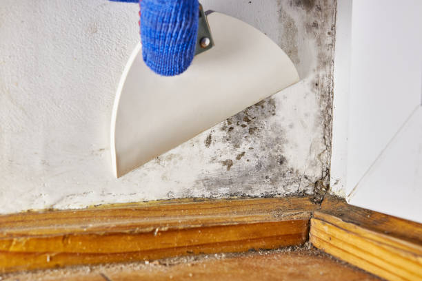 Best Biohazard Mold Removal  in Peaceful Valley, WA