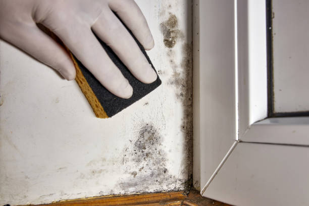 Best Water Damage & Mold Remediation  in Peaceful Valley, WA